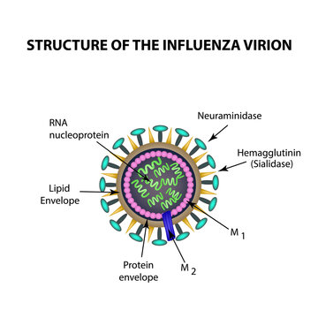 The structure of the influenza virus. Infographics. Vector illustration