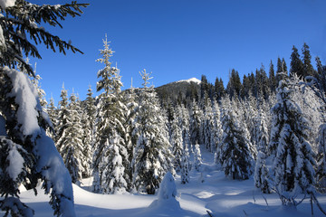 Fir on the slopes of the Carpathian mountains, covered with snow on a frosty Sunny day.