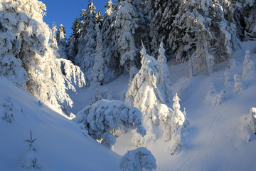 Fir on the slopes of the Carpathian mountains, covered with snow on a frosty Sunny day.