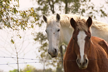 Wild horses free on a field in Argentina