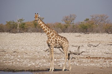Naklejka na ściany i meble Long-necked giraffe at waterhole in Etosha National Park, Namibia
