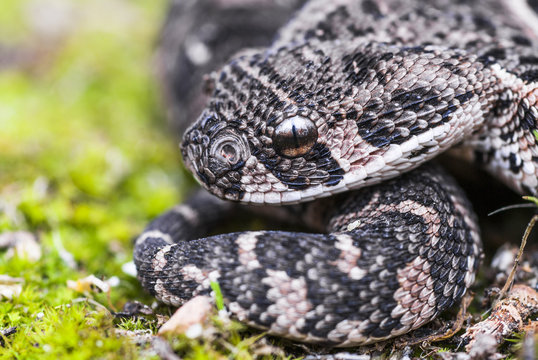 Puffadder Snake