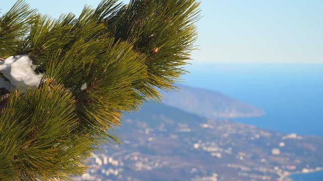 Pine branch with snow on a background of outlines of the mountains and the seaside town