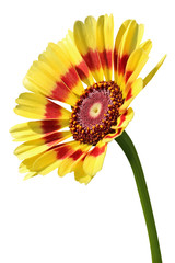 Yellow daisy with red strip and pink pollen flower isolated on white