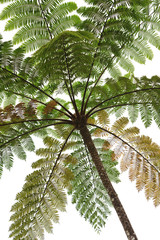 Forest on Fiji - Viti Levu - Oceania