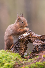 Eurasian red squirrel
