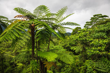 Fototapeta na wymiar Forest on Fiji - Viti Levu - Oceania