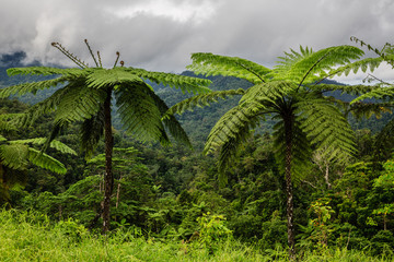 Forest on Fiji - Viti Levu - Oceania