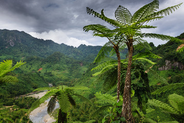 Forest on Fiji - Viti Levu - Oceania