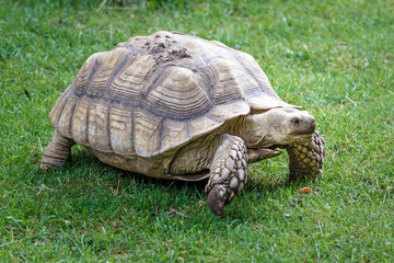 Giant tortoise on the grass in zoo