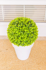 Green Plastic plant in pot for decoration outdoor