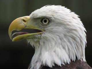 bald eagle