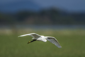 Little egret in Arugam bay lagoon, Sri Lanka