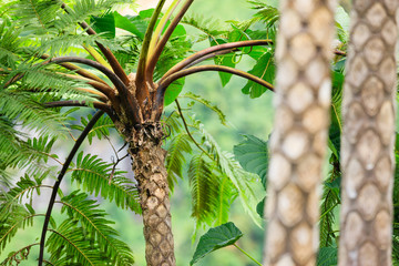 Forest on Fiji - Viti Levu - Oceania