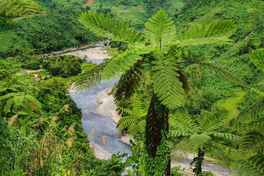 Forest on Fiji - Viti Levu - Oceania