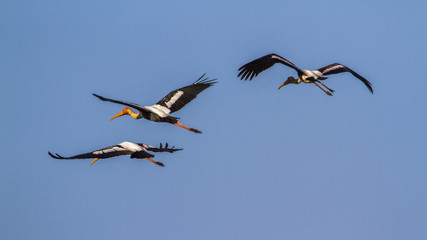 Obraz premium Painted Stork in Arugam bay lagoon, Sri Lanka