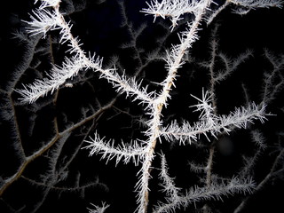 Tree covered with hoar frost close-up, hoar frost covered branch at winter forest