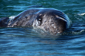 Obraz premium Grauwalkalb