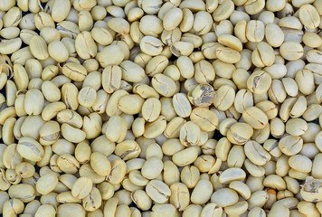 coffee bean on white background