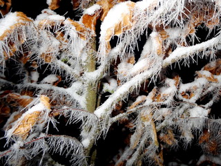 Tree covered with hoar frost close-up, hoar frost covered branch at winter forest
