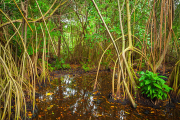 Mangrove trees growing in the water