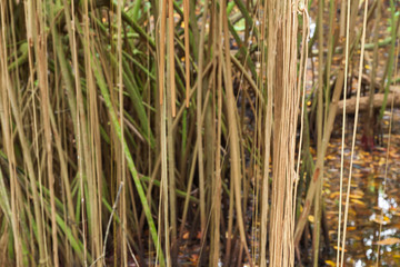 Obraz premium Mangrove trees growing in water, roots