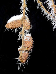 Tree covered with hoar frost close-up, hoar frost covered branch at winter forest