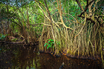 Wild tropical forest landscape, mangrove trees