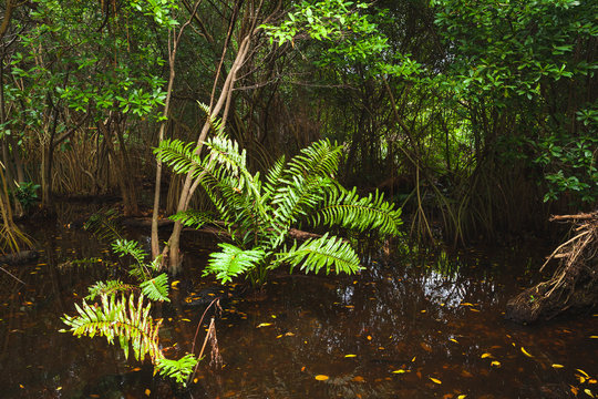 Fototapeta Wild dark tropical forest landscape, Punta Cana