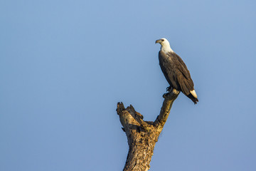 White-bellied sea eagle in Arugam bay lagoon, Sri Lanka