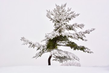 One tree at the white snow