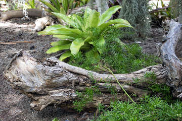 Obraz premium Corner of green tropical vegetation in front of a blurred log.