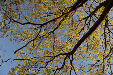 autumn yellow leaves