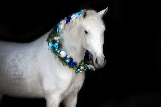 White horse with christmas wreath isolated on black background