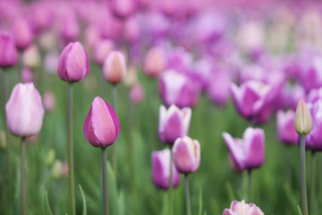Obraz premium pink fresh tulips. Nature background