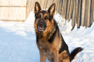 Dog german shepherd in a village in a winter