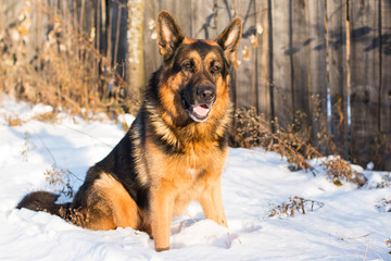 Dog german shepherd in a village in a winter