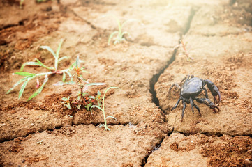 Crab on cracked rice field in cold season morning fetching for food.