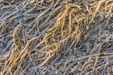 pattern of frozen grass and leaves in winter