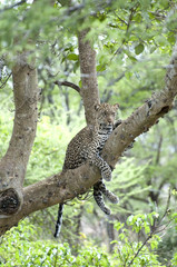 African Leopard (Panthera pardus) in a tree in Tanzania
