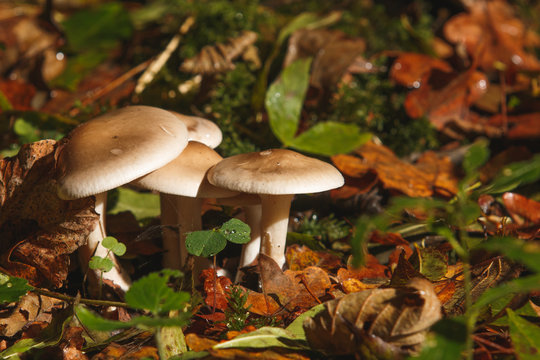 Clitocybe nebularis at the forest.