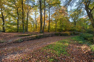 Die Farben des Waldes im Herbst