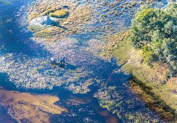 Okavango delta (or Okavango Grassland) is one of the Seven Natural Wonders of Africa (view from the airplane) - Botswana