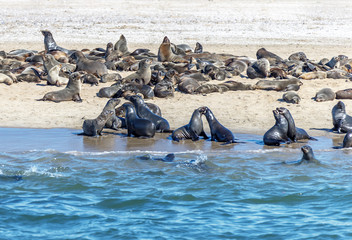 Walvis Bay seals colony - Namibia - 131884969