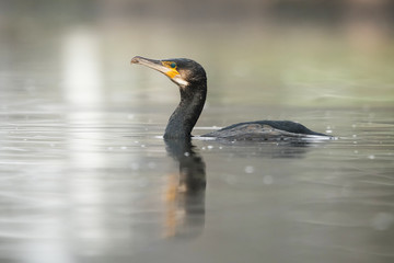 Cormorant, Phalacrocorax carbo