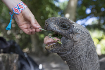 hand is feeding a Aldabra Giant Tortoise  in Seychelles