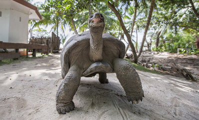 Naklejka na ściany i meble Aldabra Giant Tortoise in Seychelles