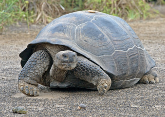 Galapagos Isabela Tortoise