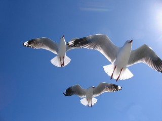 Three Beautiful Seagulls in Full Flight Overhead.