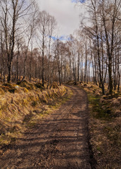 UK, Scotland, Highlands, Forest of the Roy Bridge.
